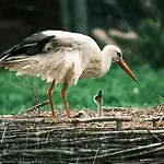 Klekusiowo Boleslawiec (Lower Silesia)