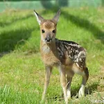 Klekusiowo 3*
