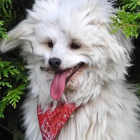 Bed & Breakfast Klekusiowo Boleslawiec (Lower Silesia)