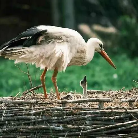 Klekusiowo Boleslawiec (Lower Silesia)
