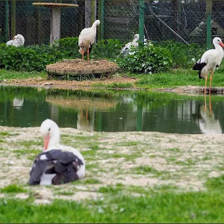 Agroturystyka Klekusiowo Отель типа 