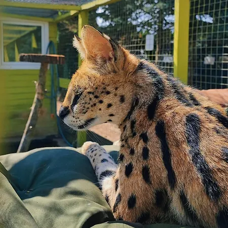Agroturystyka Klekusiowo Frühstückspension
