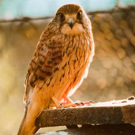 Frühstückspension Agroturystyka Klekusiowo