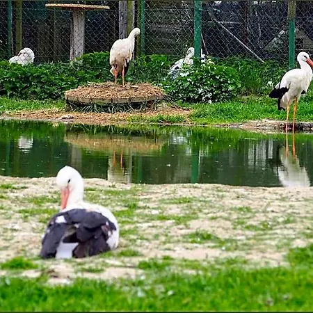 Klekusiowo Alojamento de Acomodação e Pequeno-almoço