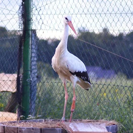 Nocleg ze śniadaniem Klekusiowo Boleslawiec (Lower Silesia)