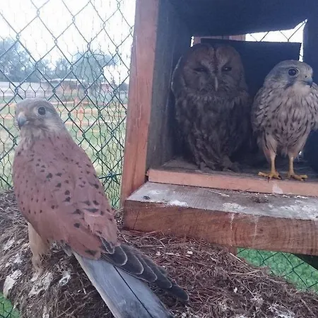 Bed & Breakfast Klekusiowo 3*