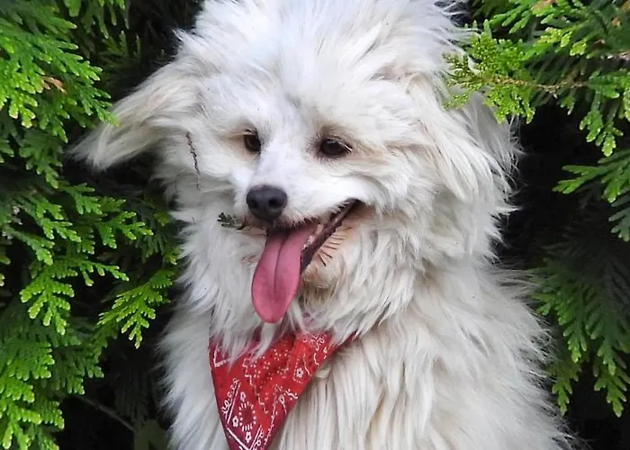 Frühstückspension Agroturystyka Klekusiowo Boleslawiec (Lower Silesia)