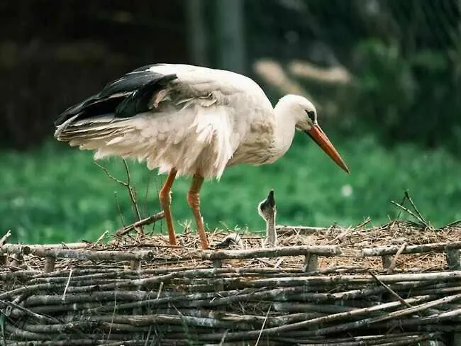 Agroturystyka Klekusiowo Boleslawiec (Lower Silesia)