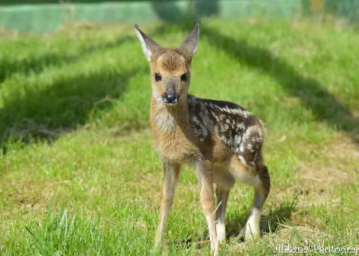 Agroturystyka Klekusiowo 3*