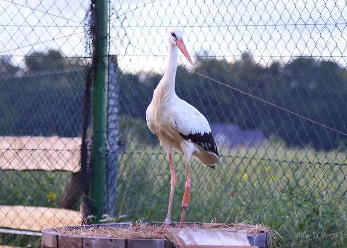 Frühstückspension Agroturystyka Klekusiowo Boleslawiec (Lower Silesia)