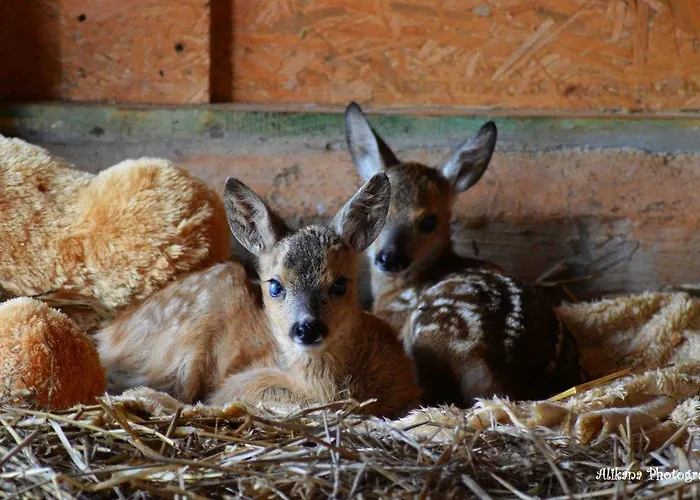 Agroturystyka Klekusiowo Frühstückspension